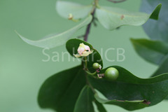 Orophea uniflora